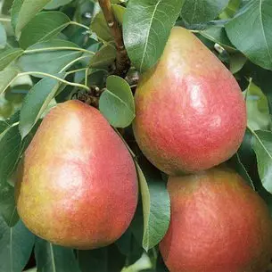 Description of the pear variety Krasulia