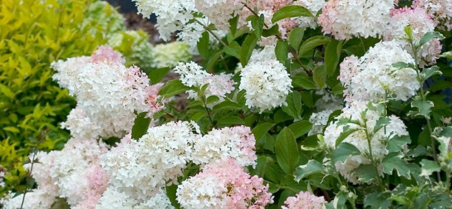 Description of the Phantom hydrangea, planting and caring for it