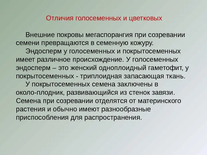 Description of the plant shitnik