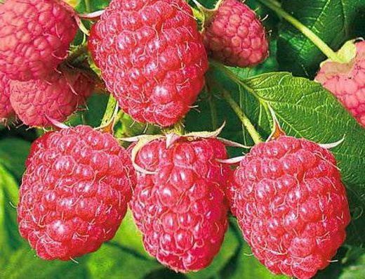Description of the raspberry variety Giant