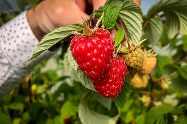 Description of the raspberry variety Maroseyka