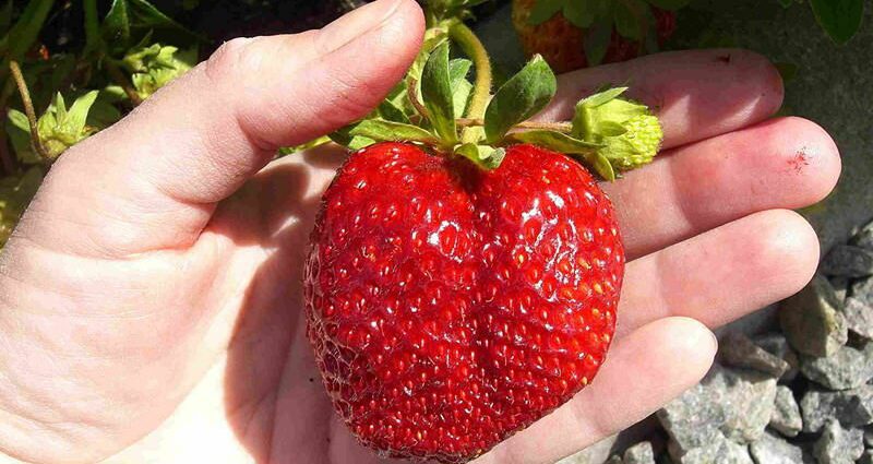 Strawberry Queen Elizabeth: variety description