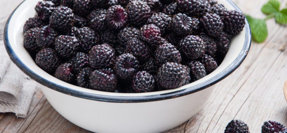 Description of the variety of black raspberry Cumberland