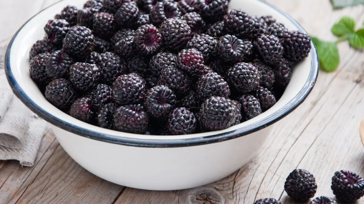 Description of the variety of black raspberry Cumberland