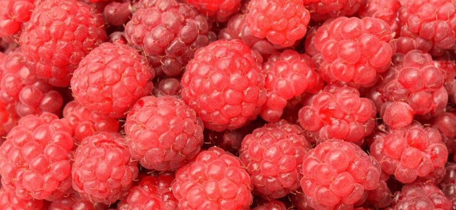 Description of the variety of raspberries Meteor