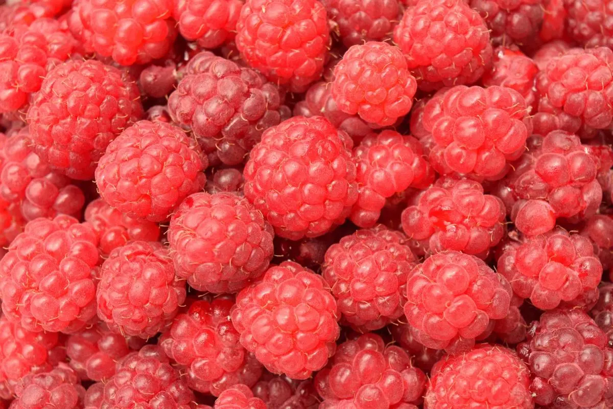 Description of the variety of raspberries Meteor