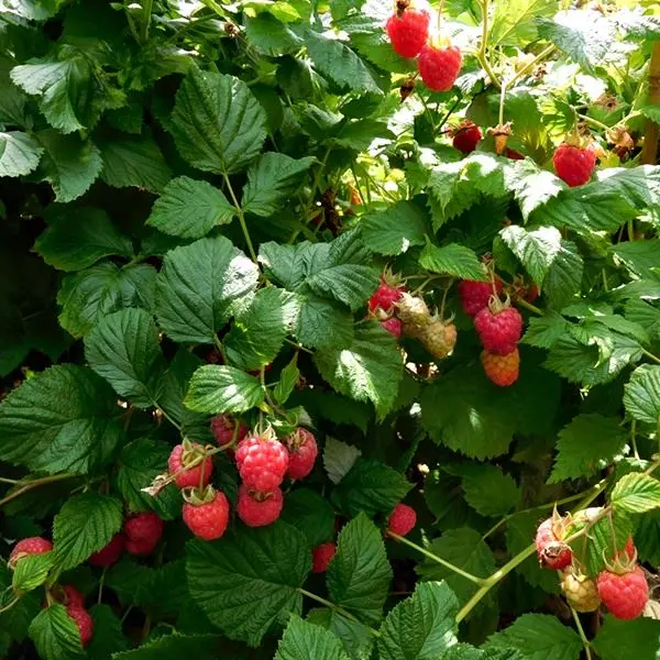 Description of the variety of raspberries Ruby