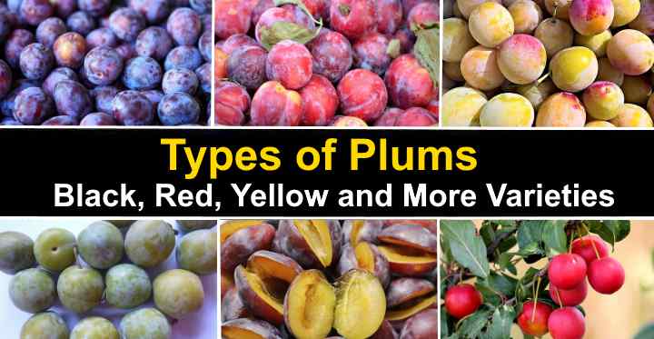 Description of the variety of red plum