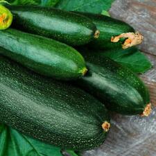 Description of the zucchini variety Iskander