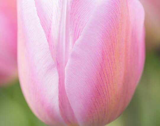 Description of tulips Jumbo Pink