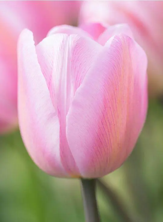 Description of tulips Jumbo Pink