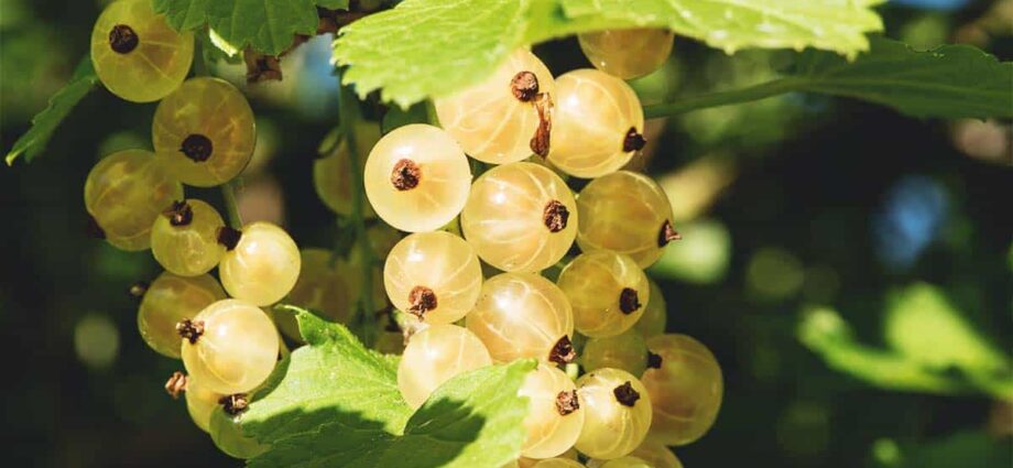 Description of varieties of white currants