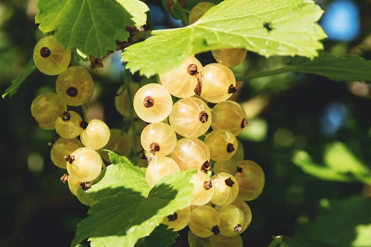 Description of varieties of white currants