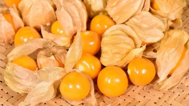 Description of varieties of yellow gooseberries