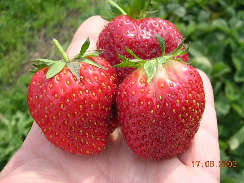 Description of Vima strawberry varieties and reviews