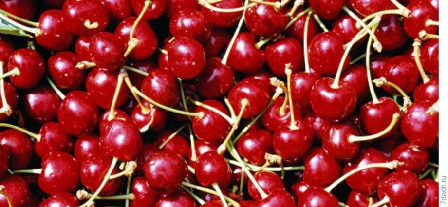 Dessert cherry variety Morozova