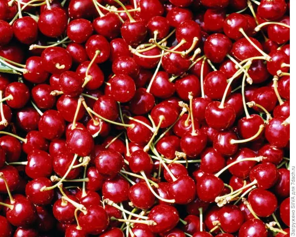 Dessert cherry variety Morozova