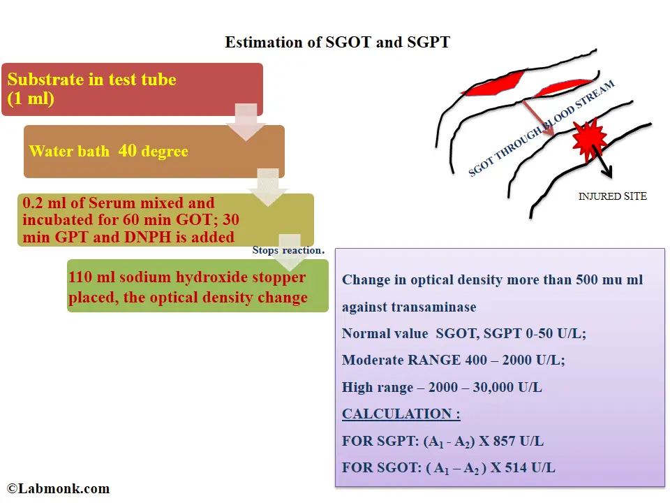 Determination of transaminases in the blood