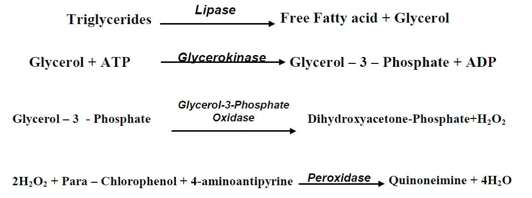 Determination of triglycerides