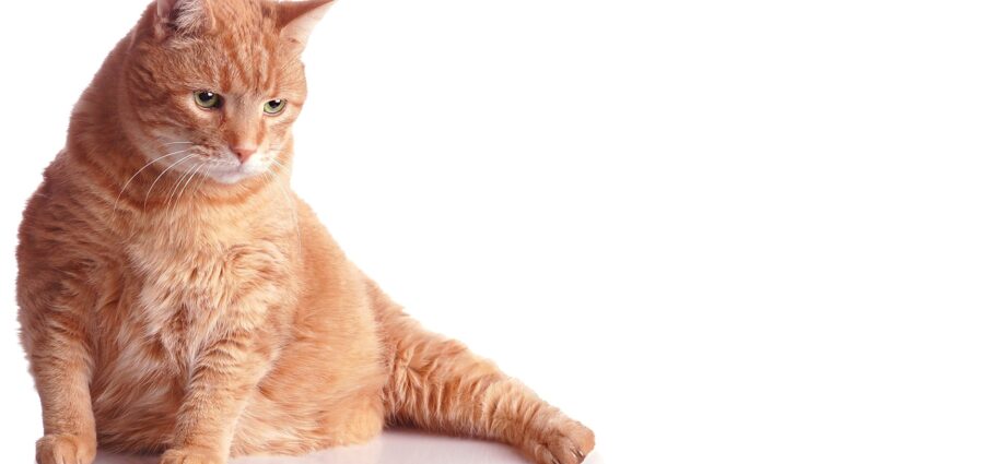 Диабет у кошек: что делать кошке, больной диабетом?