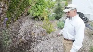 Diablo kalinolistny bladder: planting