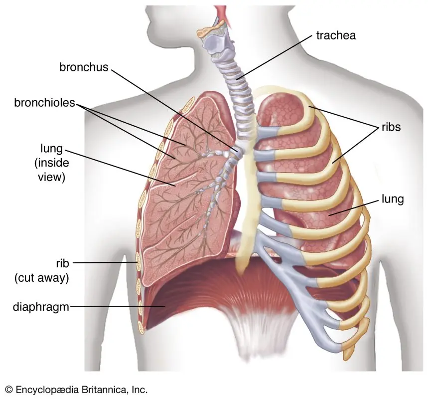 Diaphragm