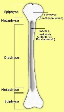 Diaphyse