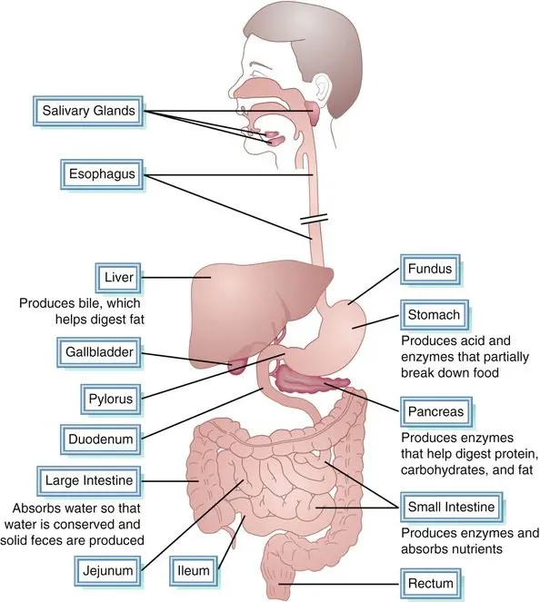 Digestion process, metabolism in the body, how to eat right, fast weight loss