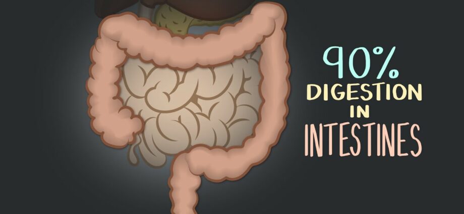 Digestive enzymes. Video