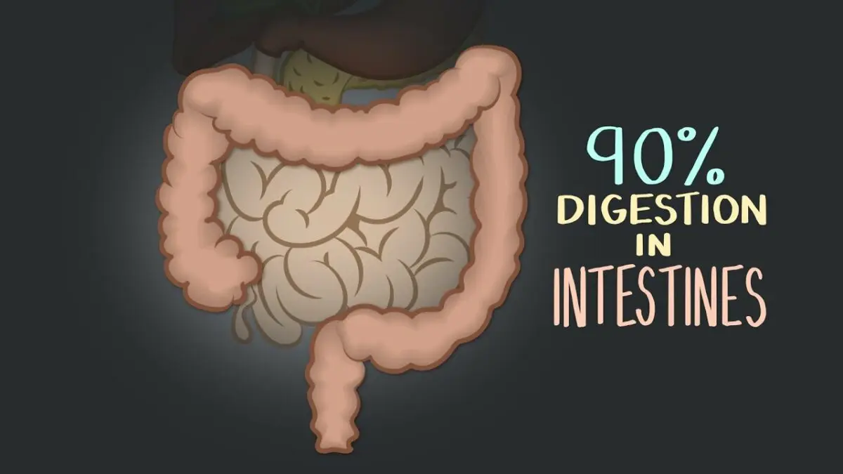 Digestive enzymes. Video