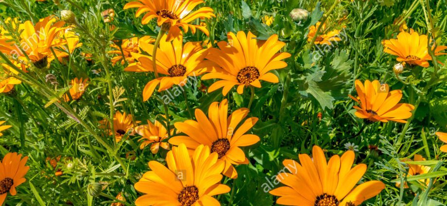 Dimorphoteka: planting and caring for Cape marigolds