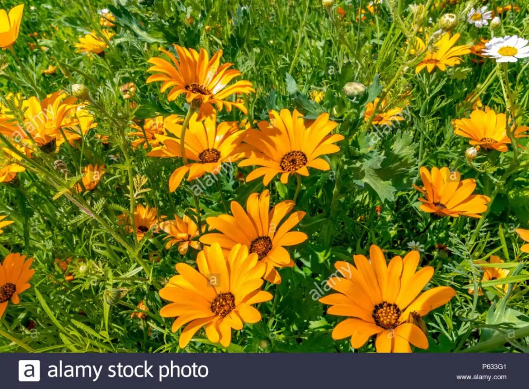 Dimorphoteka: planting and caring for Cape marigolds