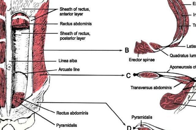 Discrepancy of the rectus abdominis muscles during pregnancy