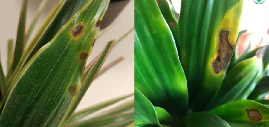 Diseases of dracaena, its leaves and their treatment