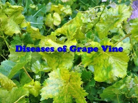 Diseases of grapes and their treatment. Video