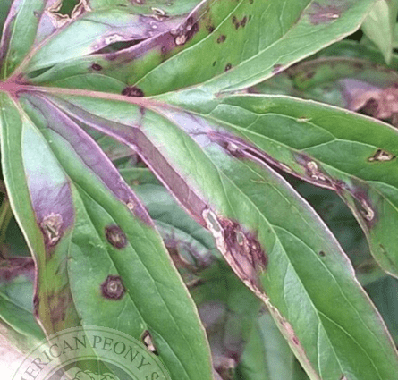 Diseases of peonies and their treatment