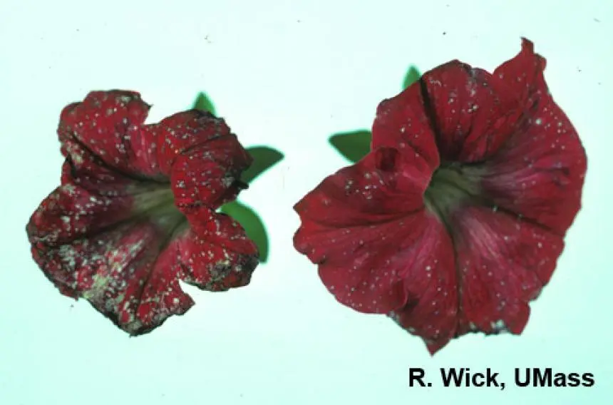 Diseases of petunia: photo, treatment