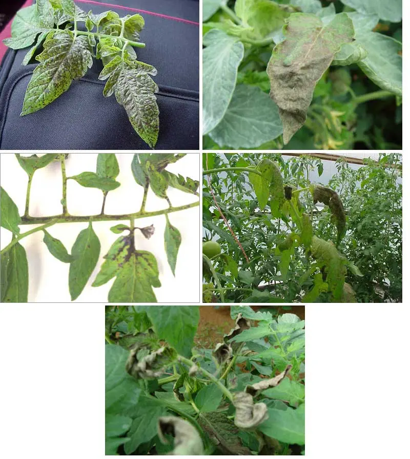 Diseases of tomatoes in the greenhouse