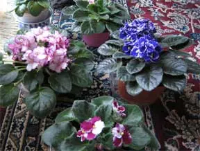 Diseases of violets