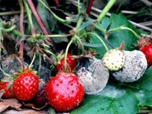 Diseases, pests of strawberries: treatment