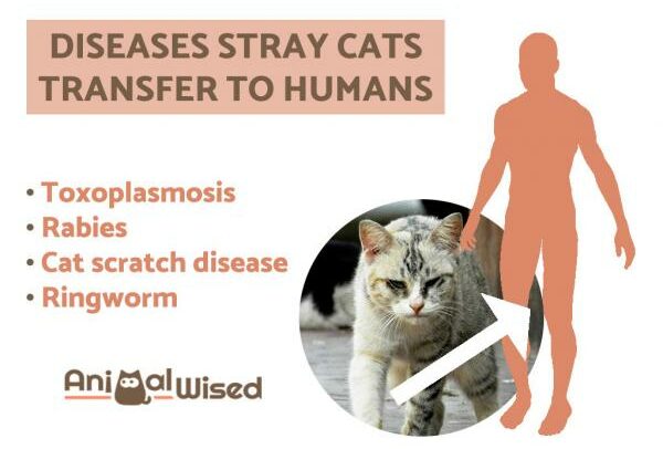 Diseases transmissible from cats to humans