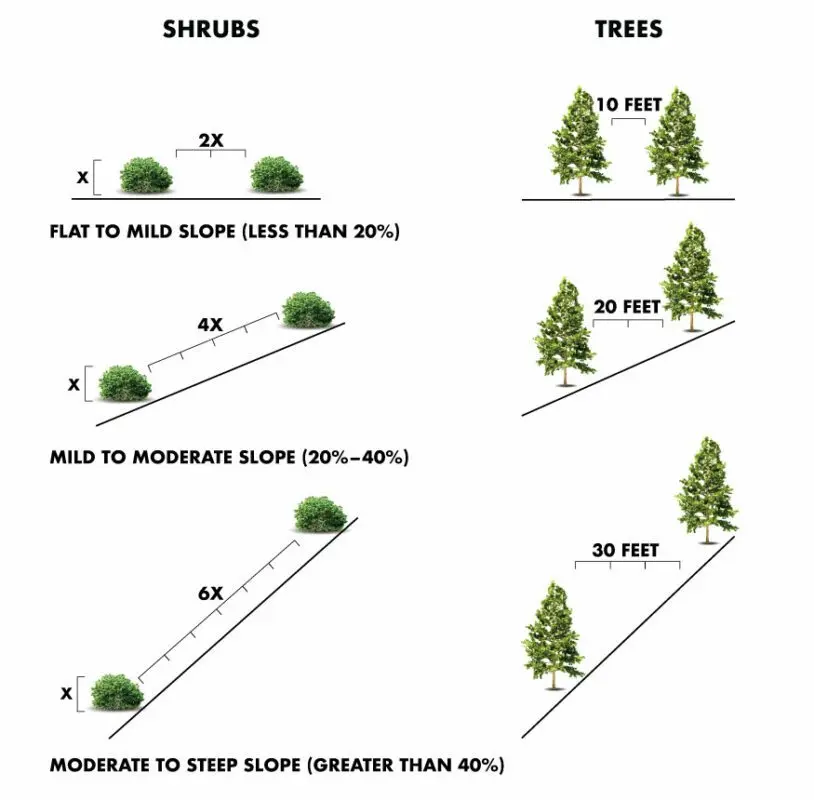 Distance between trees when planting