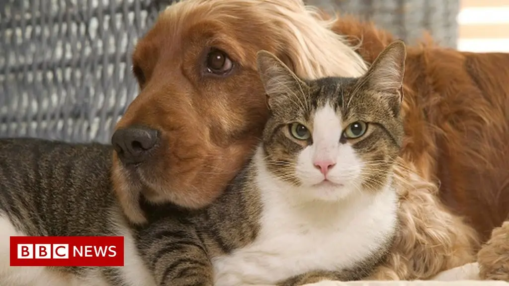 Do cats and dogs need a coronavirus vaccine? Veterinarian says