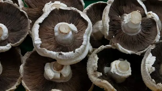 Do I need to peel fresh mushrooms before cooking