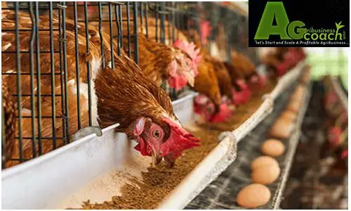 Do-it-yourself compound feed for laying hens