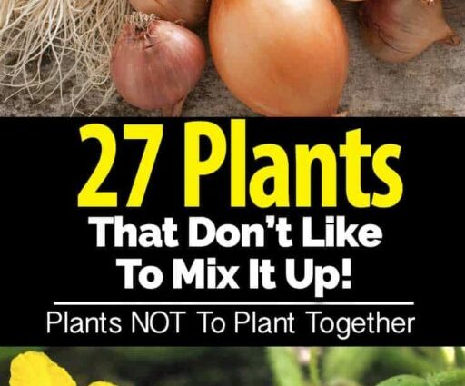 Do not get along: what plants can not be planted in the neighborhood