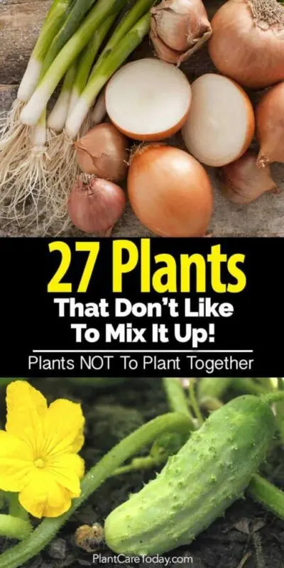 Do not get along: what plants can not be planted in the neighborhood