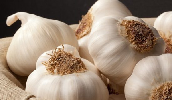 Dobrynya garlic &#8211; variety description