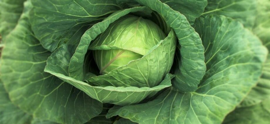 Doctors debunk the most popular cabbage myth