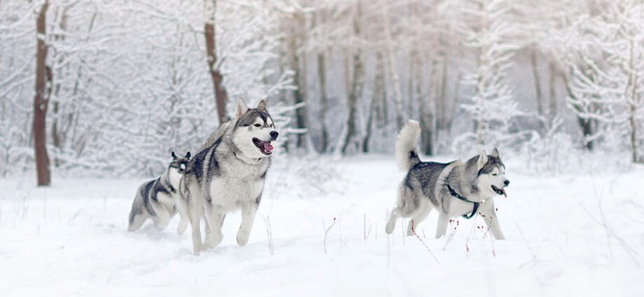 Anjing dingin: 10 ras anjing yang menjadi sangat dingin di musim dingin